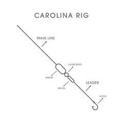Carolina rigs for for catching predatory fish
