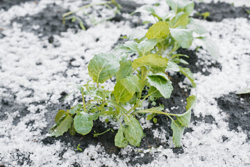 Cabbage seedlings grow in the garden, covered with a layer of fallen hail in bad weather in summer
