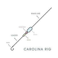 Carolina rigs for for catching predatory fish