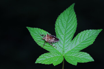 stinkbug on plant leaves in nature, North China Plain