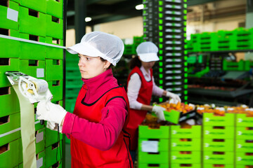 Workwoman of fruit warehouse sticking labels on carton boxes with fresh ripe fruits