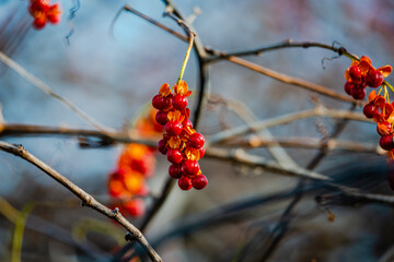 Different vegetation by the riverside in late November  