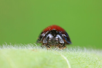Ladybirds live on weeds in the North China Plain