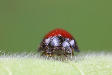 Ladybirds live on weeds in the North China Plain
