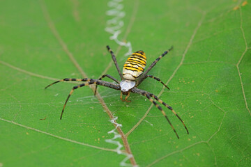 Spiders on wild plants, North China