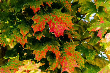 Autumn colors in the park 