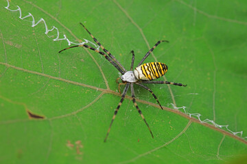 Spiders on wild plants, North China