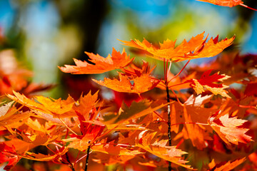 Autumn colors in the park 