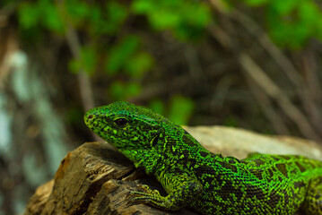 Naklejka na ściany i meble green lizard on a wooden stump lurked in the thickets of the jungle