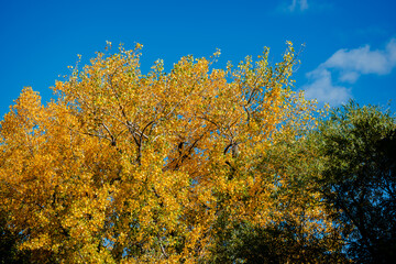 Fototapeta premium Poplar tree leaves in the autumn