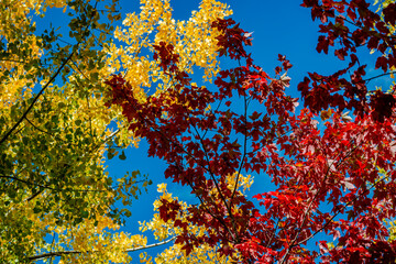 Obraz na płótnie Canvas Autumn colors in the park 