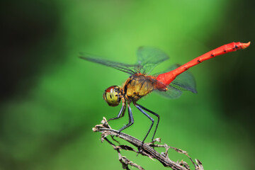 Dragonflies live on weeds in the North China Plain