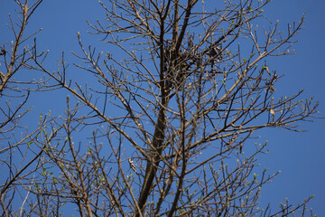 Obraz premium Ficus Hispida Linn or Ficus Tinctoria fruits