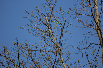 Ficus Hispida Linn or Ficus Tinctoria fruits