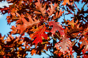 Oak tree leaves in the fall