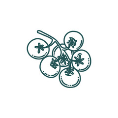 Tomato in doodle style. Bunch of tomatoes isolated in white background. Doodle vector illustration