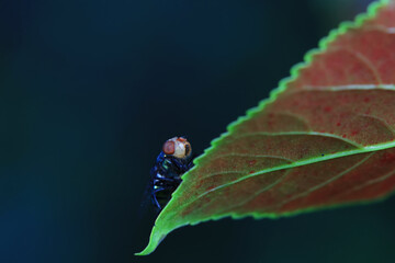 Flies on plants in the nature, North China Plain