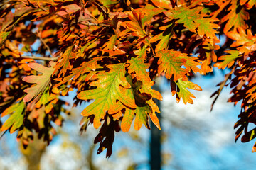 Fototapeta na wymiar Oak tree leaves in the fall