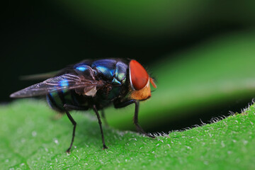Flies on plants in the nature, North China Plain
