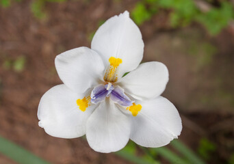 Closeup of White Iris Flower with Yellow and Blue Centre