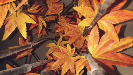 leaves