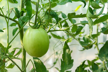Unripe green tomato growing on bush in the garden.