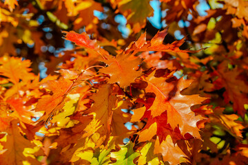 Oak tree leaves in the fall
