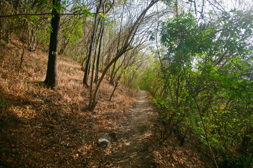 footpath in the forest