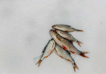 Bunch of fish with red fins lying on snow