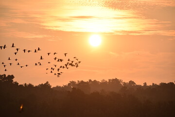 birds flying sunset time 