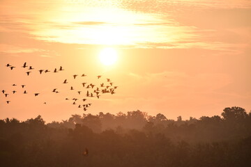 sunset and birds flying