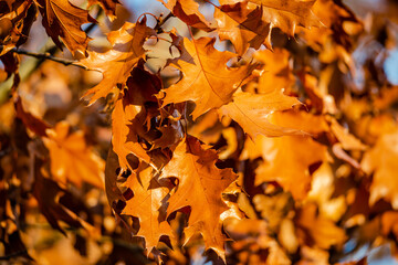 Oak tree leaves in the fall
