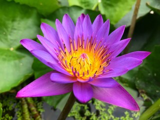 purple water lily with yellow pollens blossum in pond.