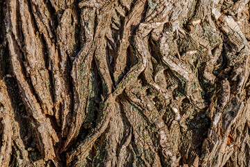 Tree Bark texture, close-up photo 