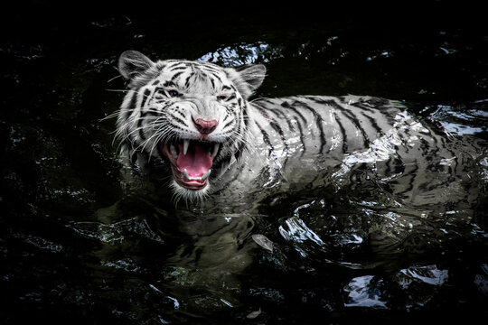 White Tiger In Pond