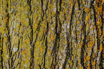 Tree Bark texture, close-up photo 