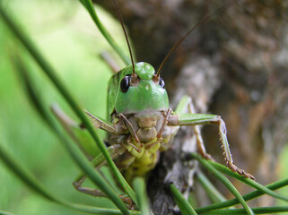 Grasshopper on a pine branch