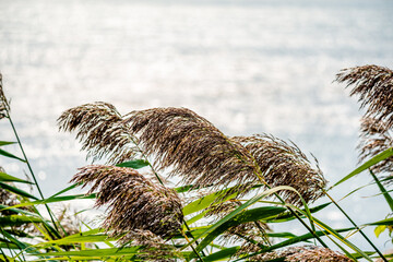 Reeds by the river in the autumn 