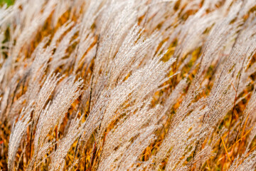 High white decorative reeds in nature