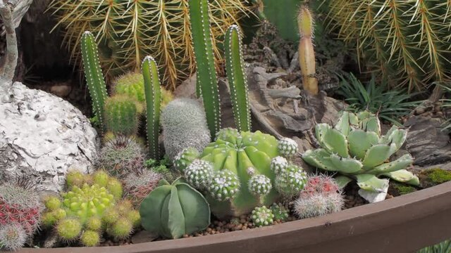 Vdo. view panning of many kind of cactus species flowering in giant flowerpot, flowering cactus and succulent concept.
