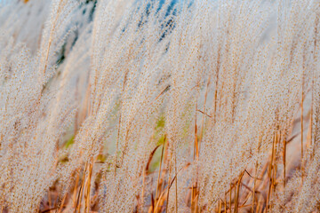High white decorative reeds in nature