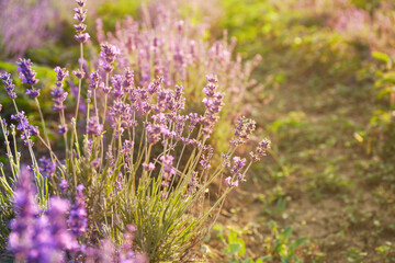 Fototapeta premium Golden Hour Lavender Field