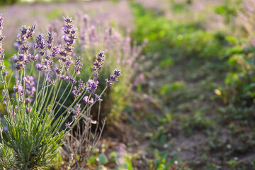 Obraz premium Beautiful blooming lavender on summer day