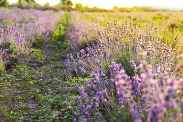 Fototapeta premium Beautiful blooming lavender on summer day