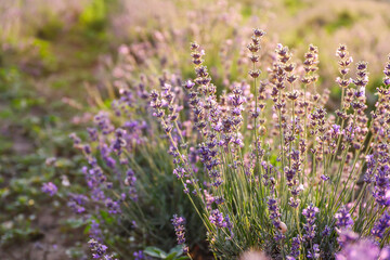Beautiful blooming lavender on summer day