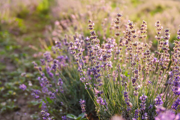 Obraz premium Beautiful blooming lavender on summer day