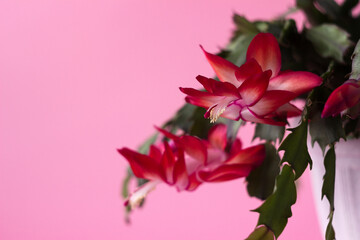 Beautiful red Schlumbergera or Lidcactus and also called Christmas cactus, pink background. Houseplant, copy space
