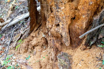 腐敗した枯れ木