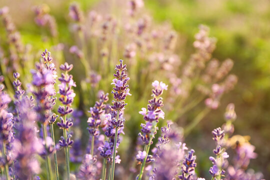 Beautiful blooming lavender on summer day, closeup