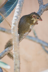  Treeshrew resting on the tree branch.
